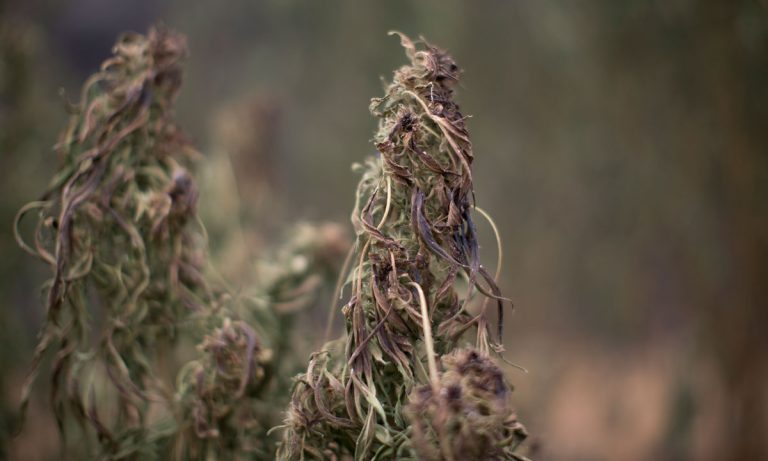 What Happened? Cannabis Farmer Gets $1 Million Insurance Payment