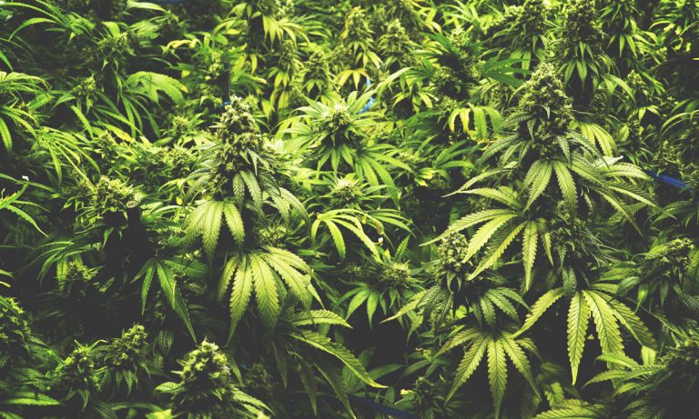 Cannabis Flower Now Available In Pennsylvania