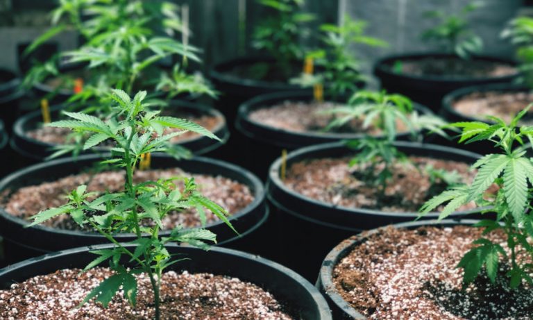 Former Chief of National Republican Committee Fighting For Medical Marijuana