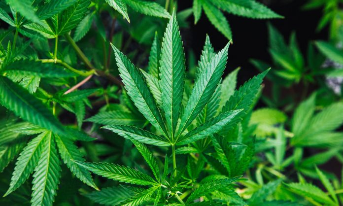 https://unsplash.com/photos/PGc9Vid8O24 How Marijuana Slang Evolved Across States And Generations
