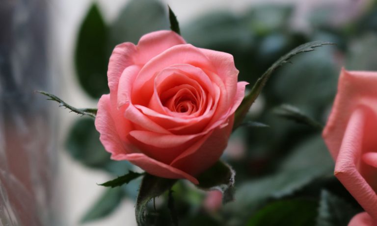 How To Make Yogurt With Your Vagina