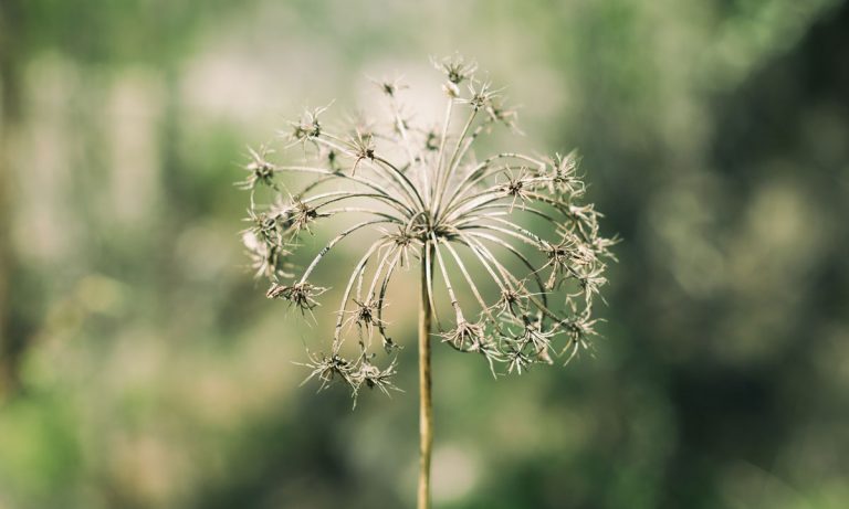 Life Hacks: How To Salvage That Dried Out Marijuana