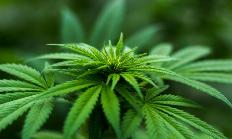 New Jersey’s Medical Cannabis Program Expanding In Great Ways