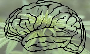 Can Marijuana Help Regrow Human Brain Cells?
