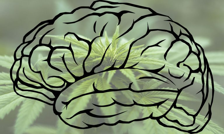 Study: Can Marijuana Help Regrow Human Brain Cells?