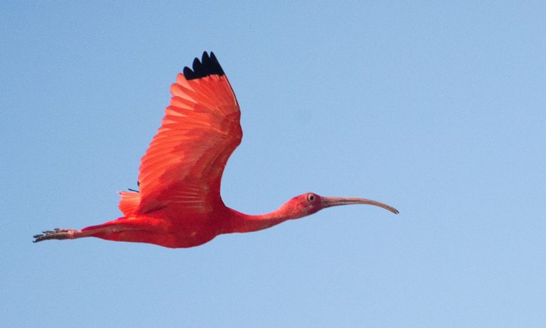 News Anchor Wings It When Bird Sits On Her Head Mid-Show