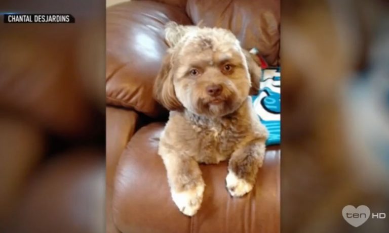 People Are Freaking Out Over This Dog’s Human Face