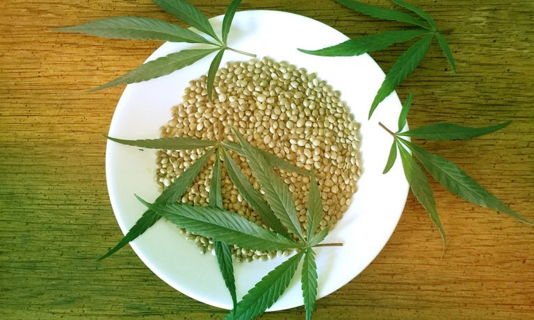 The Difference Between Marijuana And Hemp CBD