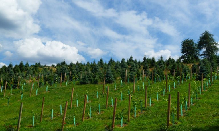 Why Are Connecticut Wineries Fighting Marijuana Legalization?