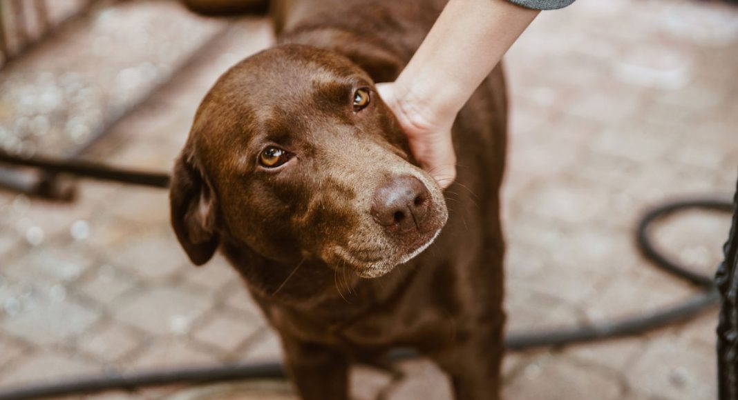 Science: You're More Likely To Land A Date If You Have A Dog