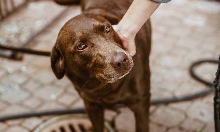 Science: You’re More Likely To Land A Date If You Have A Dog