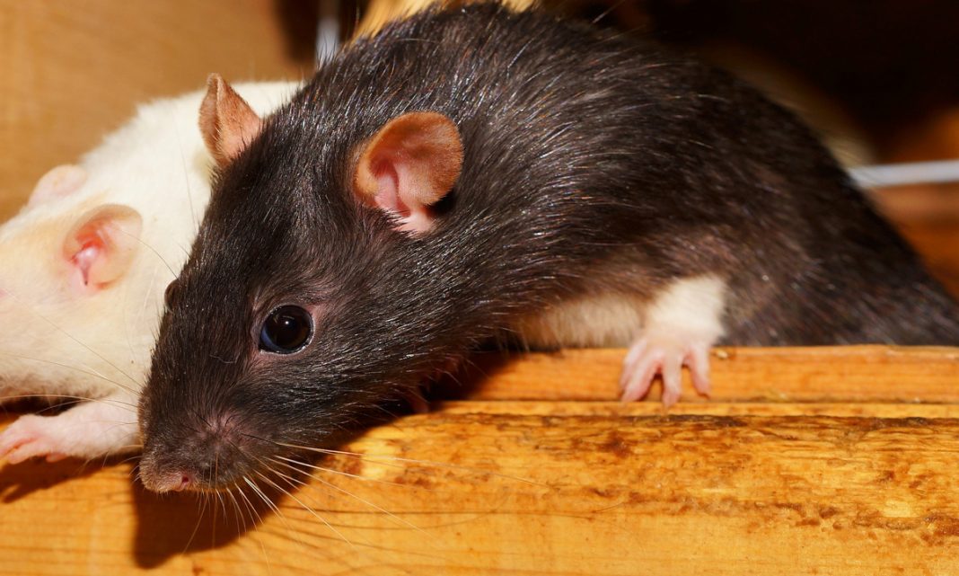 Did Rats In Argentina Gobble Up A Half A Ton Of Marijuana?