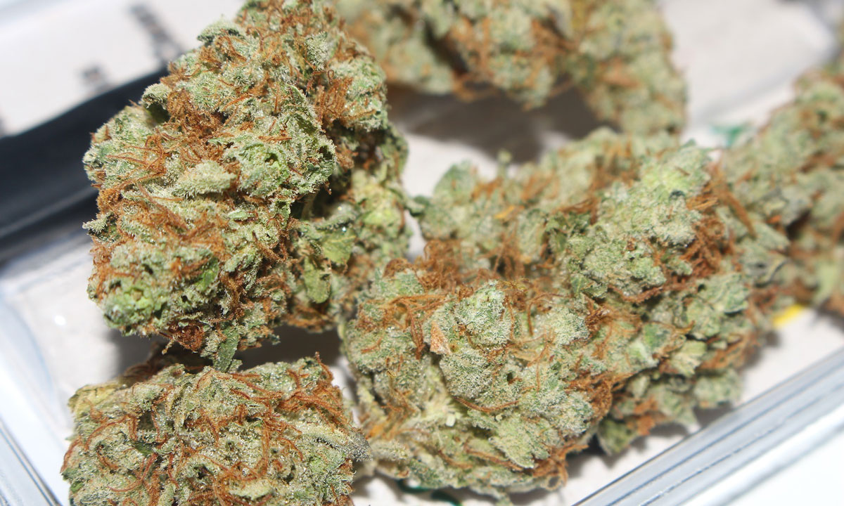 Marijuana Too Moist? Here's How You Can Dry It