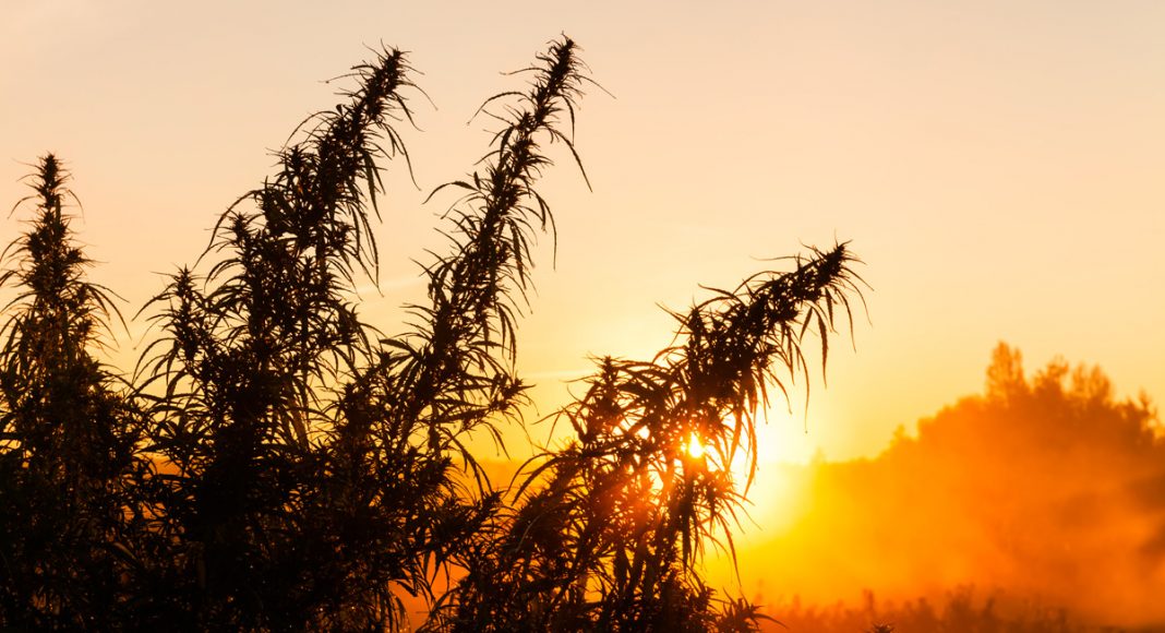 Hemp Can Save The Planet