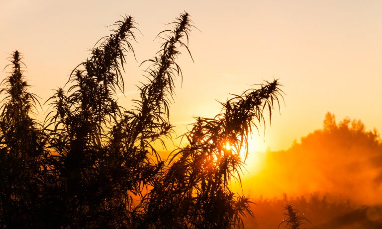 Hemp, Hemp, Hooray! How Hemp Can Save The Planet