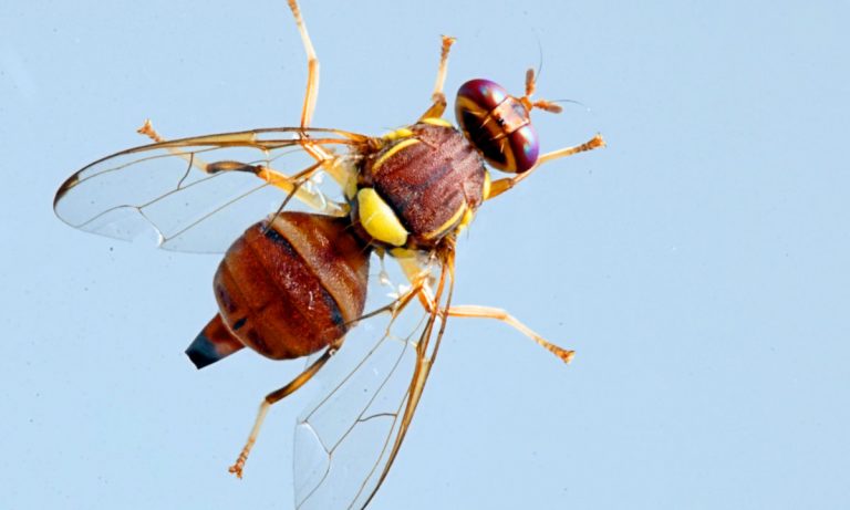 You’re Welcome: Here’s How To Make A Fruit Fly Orgasm