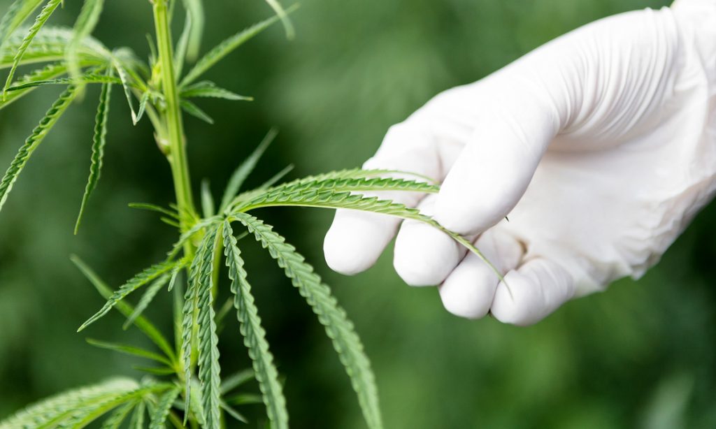 DOJ Continues To Sandbag Medical Marijuana Research