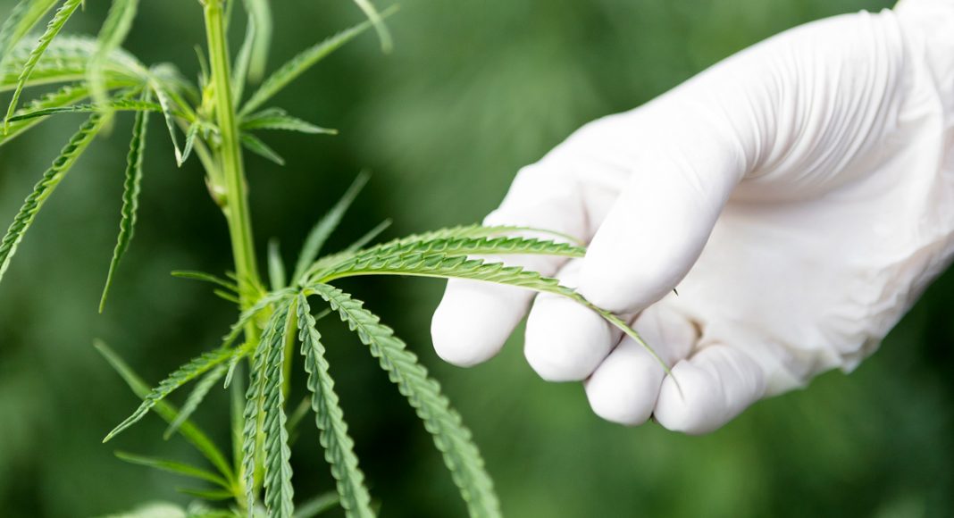 DOJ Continues To Sandbag Medical Marijuana Research