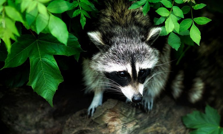 Pet Raccoon Gets High On Weed And Confuses Firefighters