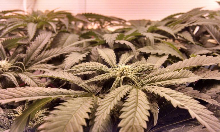 ‘Scientific American’ Comes Out Strongly In Favor Of Legal Marijuana