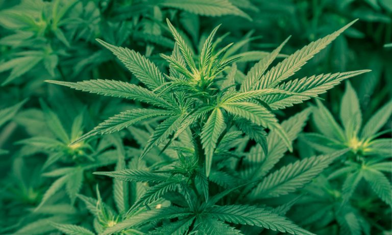 Let’s Talk About How Scotts Miracle-Gro Is Becoming A Major Player In The Cannabis Market