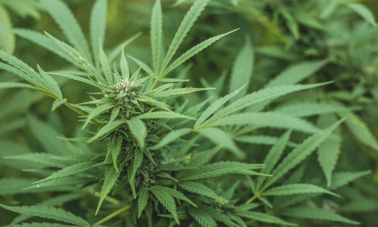 Why Organic Cannabis Is The Right Choice For You