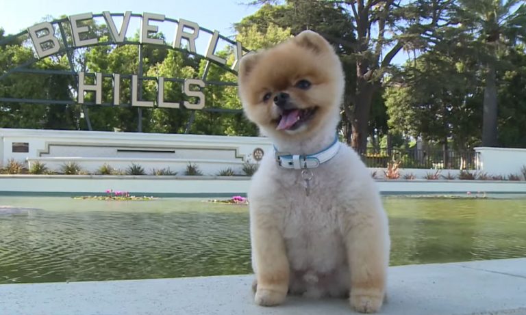 5 Important Facts About JiffPom, Instagram’s Most Famous Dog