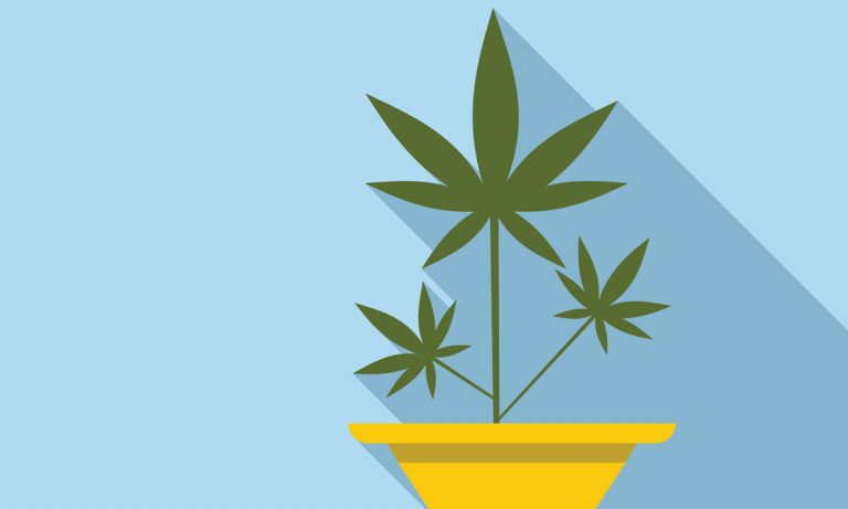 The Easy Way To Grow Medical Cannabis Seeds
