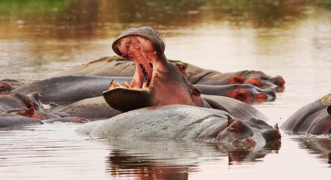 Hippo Poop Killing All The Fish In Africa