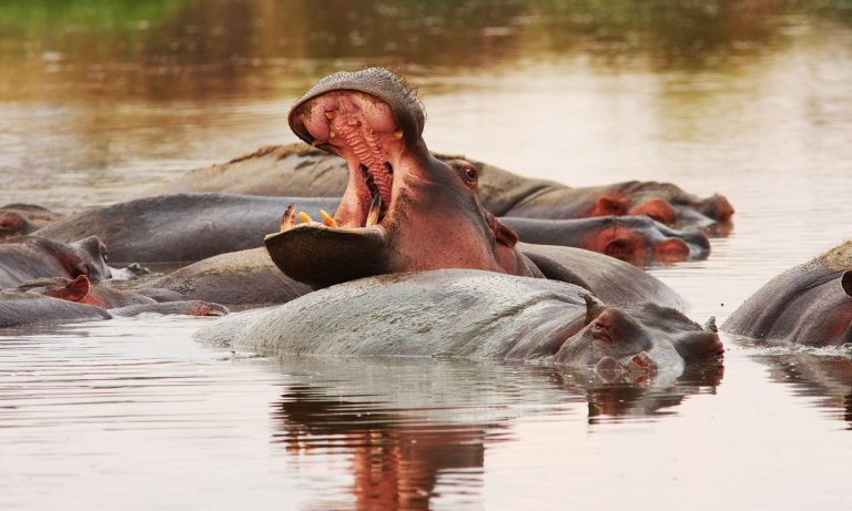 Hippo Poop Killing All The Fish In Africa