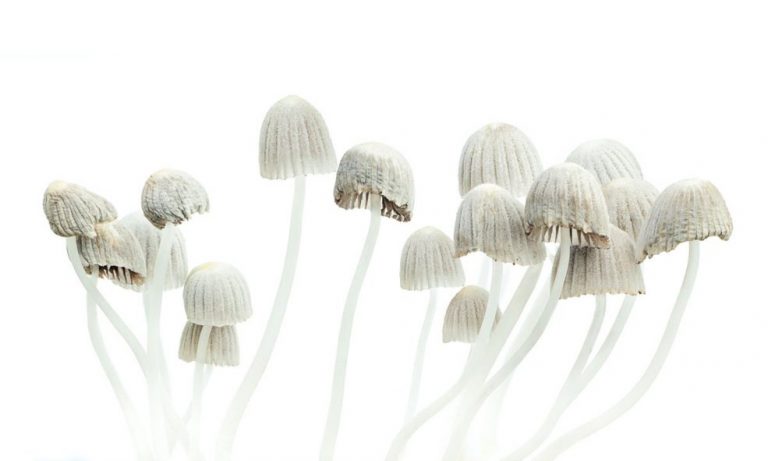 How One Dose Of Magic Mushrooms Can Change Everything