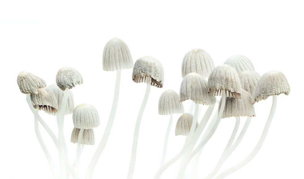 How One Dose Of Magic Mushrooms Can Change Everything
