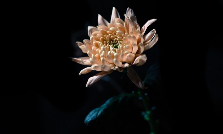 Marijuana Is Featured Attraction At This Maine Garden Show