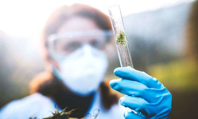 PA Approves Landmark Marijuana Research For State Universities