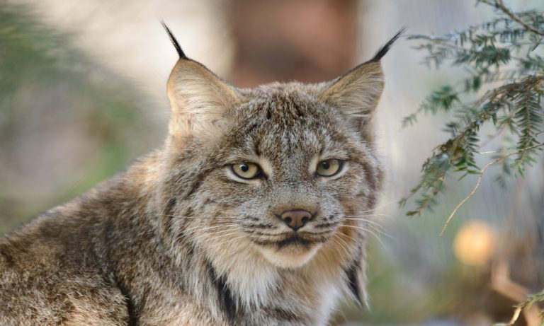 These 2 Lynxes Screaming At Each Other Is Everyone On Social Media