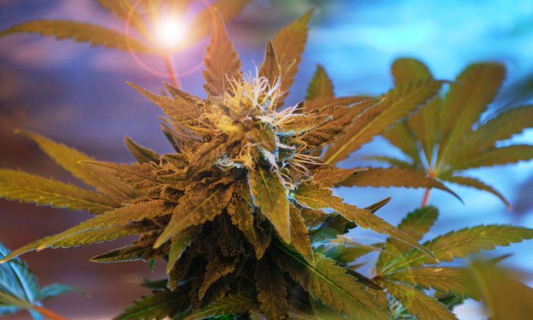 Technological Advancements That Are Changing The Cannabis Industry