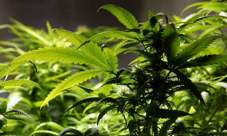 World’s Biggest Weed Deal Ever: A $2.3 Billion Business Merger