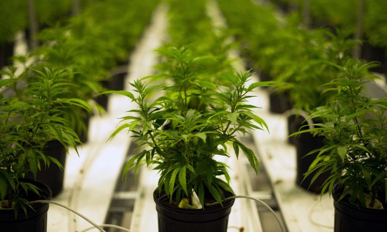 Canadian Cannabis Market Will Top $7 Billion In Year One Of Legalization