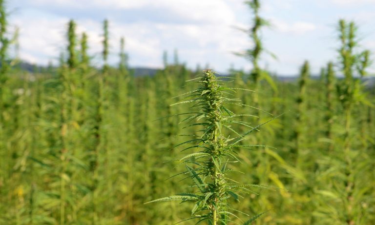 Does IRC Section 280E Apply To Industrial Hemp?