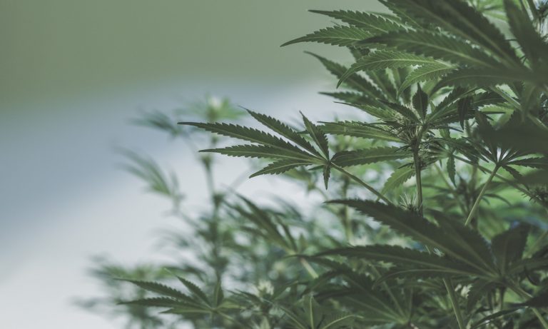 Meet The First Recreational Marijuana Shop In Massachusetts