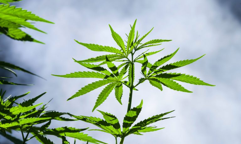 DEA Confirms It Cannot Regulate All Parts Of The Cannabis Plant