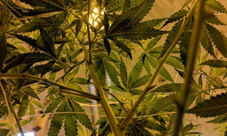 Hemp Industry Declares Victory After Settlement With DEA