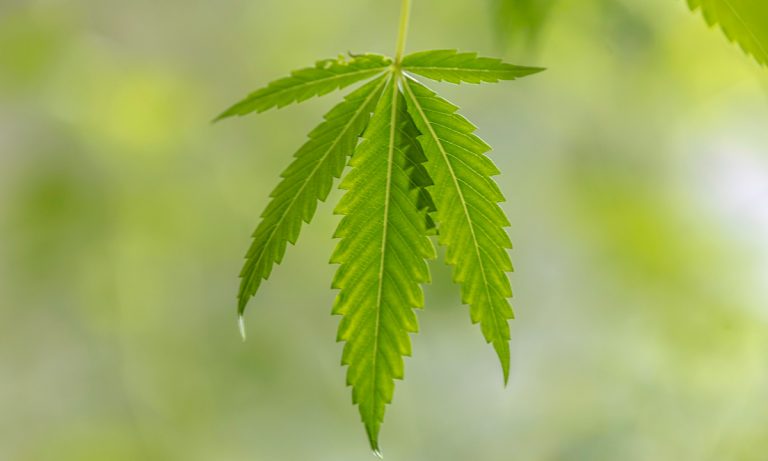 State Democrats Turning Cannabis Legalization Into Party Platform