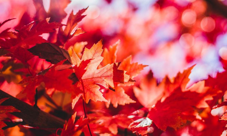 Canada May Become The New Leaders In Cannabis Research