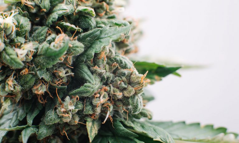 Now You Can Make Dispensary-Grade Cannabis Products At Home