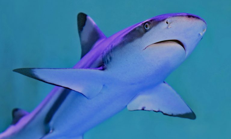 This App Can Keep You From Being Eaten By A Shark