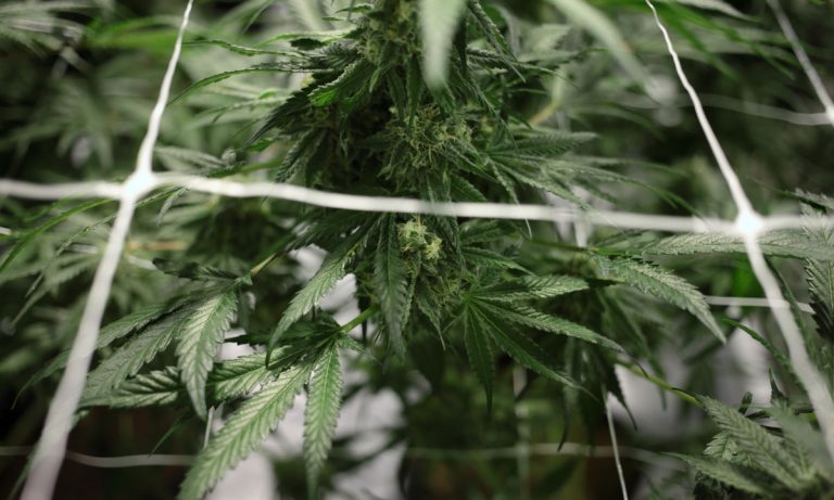 Congress May Legalize Hemp-Derived CBD Soon