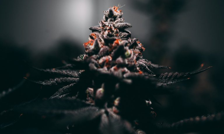 You Have The Highest THC Strain — So What?