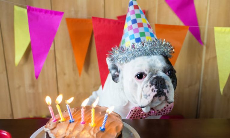 A Vet Shares How To Tell a Dog Or Cat’s Age