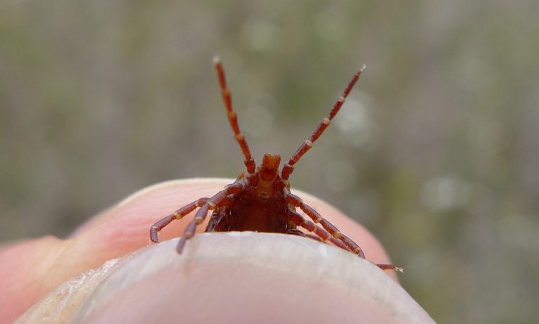 Cannabis And Its Effect On Lyme Disease